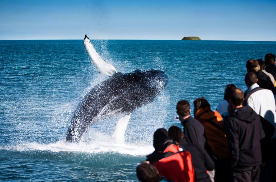 whale watching tours tours