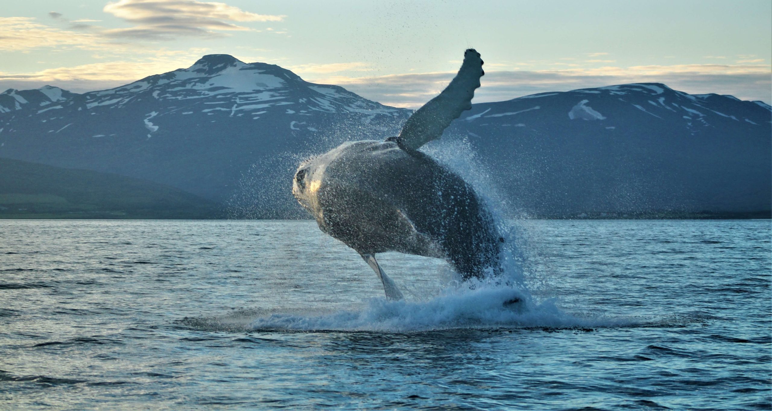 Akureyri Whale Watching Tour | Eyjafjörður, Iceland