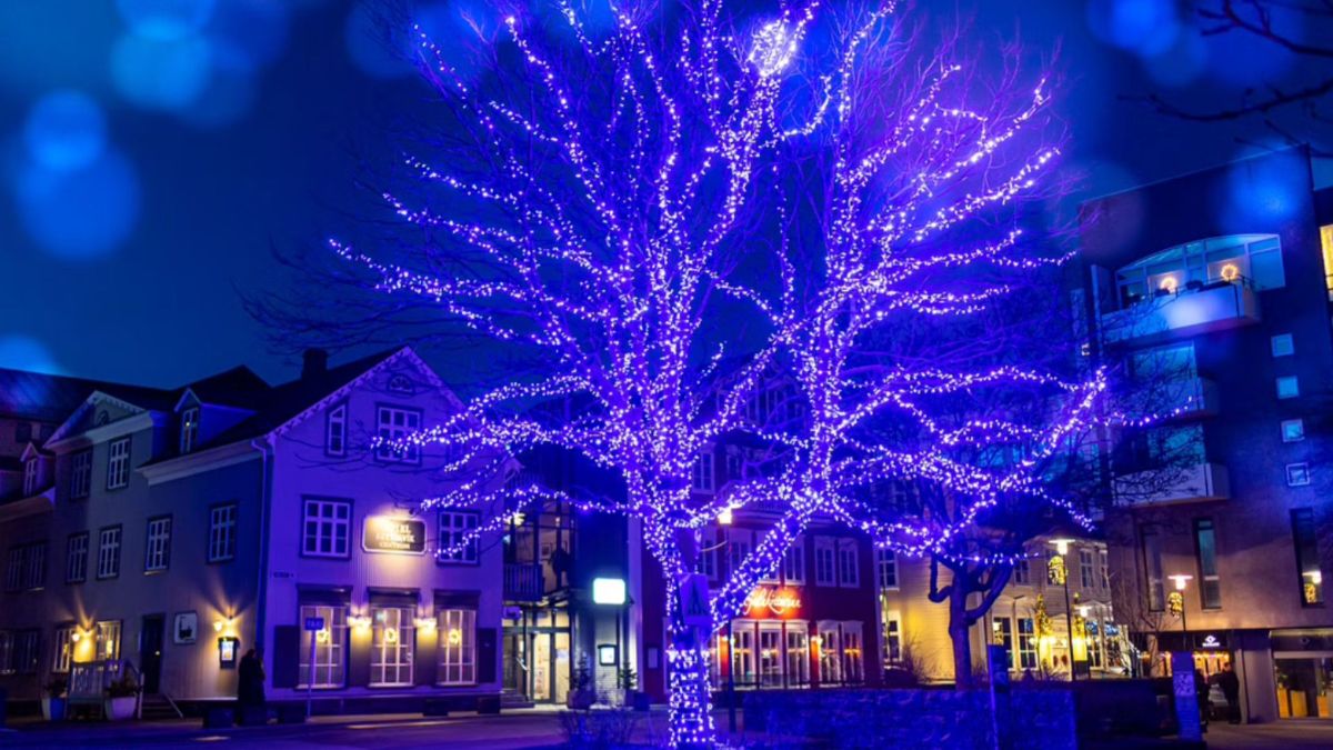 Tree lit up in blue and purple Christmas lights in Reykjavík at night